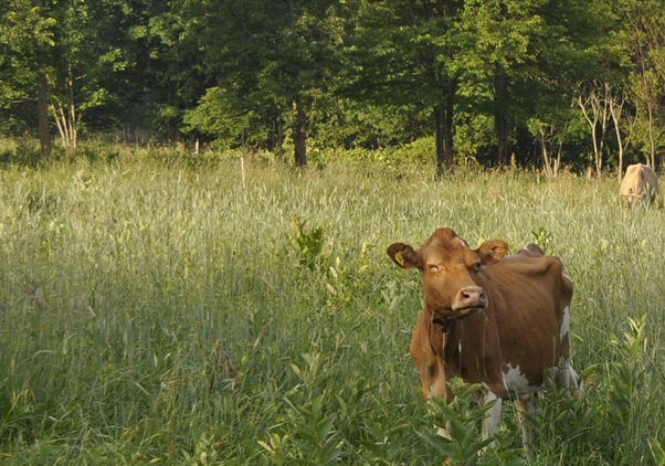 lonely organic cow eating grass in the middle of the USA